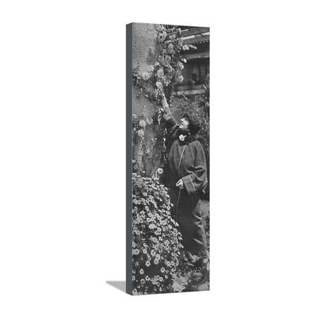 - 'Amelita Galli-Curci - The great diva gathering roses, her favourite flowers', c1925 Stretched Canvas Print Wall Art