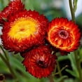 thumbnail image 2 of 100+ Seeds| Copper Red Strawflower Seeds For Planting In The Garden [BUY 3 GET 1 FREE] #k011, 2 of 4
