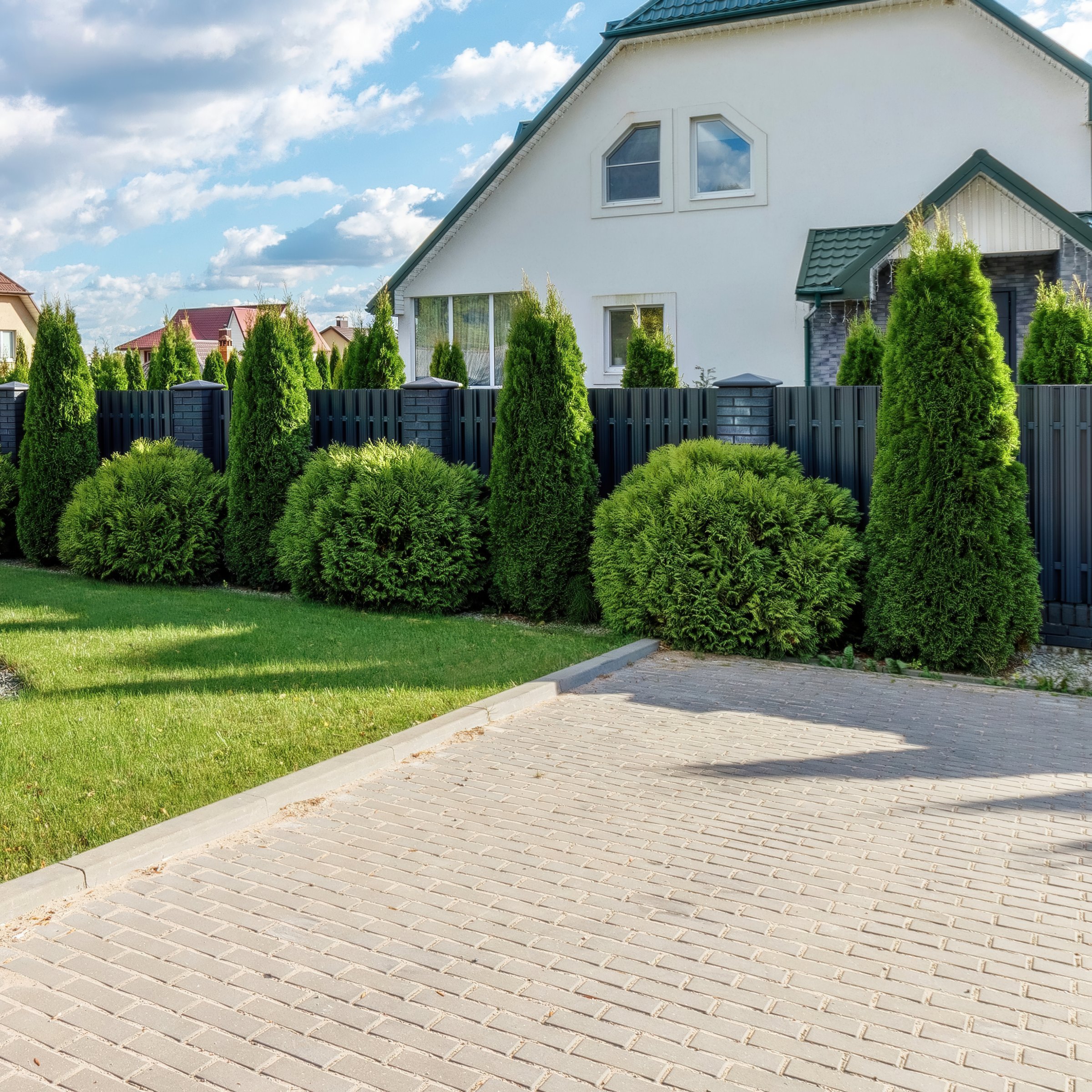 National Plant Network Live Shrub 1 gal Arborvitae 'Green Giant' with Full Sunlight
