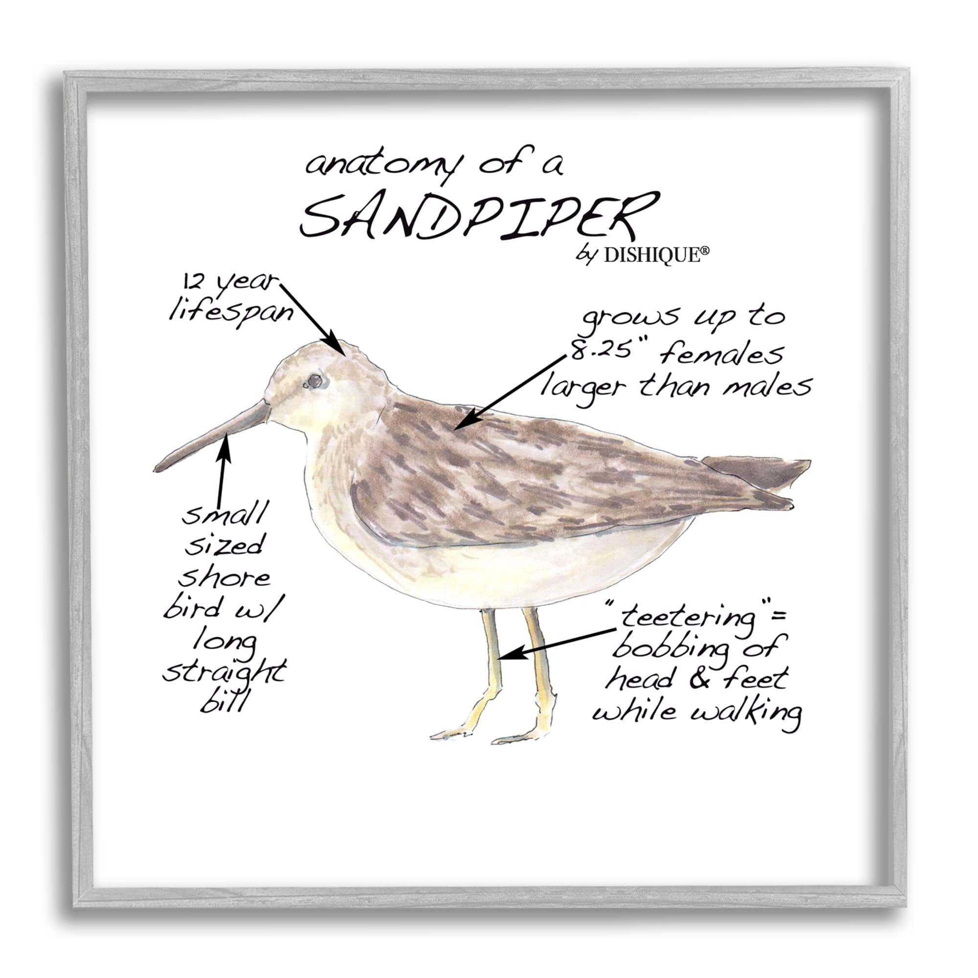 Stupell Industries Sandpiper Beach Bird Wildlife Learning Facts Chart Graphic Art Gray Framed Art Print Wall Art, Design by Dishique