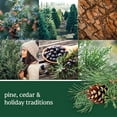thumbnail image 2 of Yankee Candle Classic Car Jar Balsam & Cedar, 2 of 4