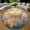 Acropolis Athens 2, variant on Round Rug, Christmas Elephant Soft Washable Carpet, Non-Slip Floor Mat for Living Room Bedroom Home Decor 24 Inch