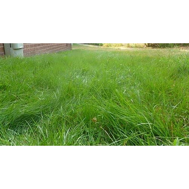 Emerald Zoysia Grass Seeds Emerald Zoysia Seeds Zoysia Grass Seeds 1