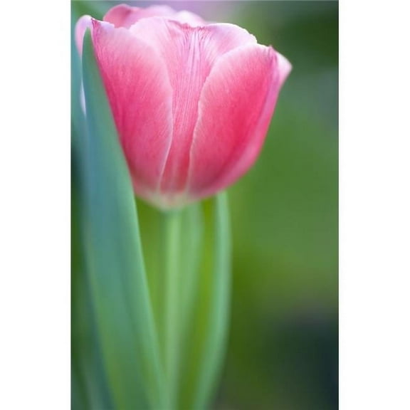 Pink Tulip Poster Print