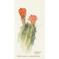 thumbnail image 2 of Margaret Armstrong 14x24 Black Ornate Framed Double Matted Museum Art Print Titled: Hedgehog Cactus (1915), 2 of 5