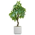 thumbnail image 1 of Pachira Aquat Real Touch Fiberstone Planter in White, 1 of 3