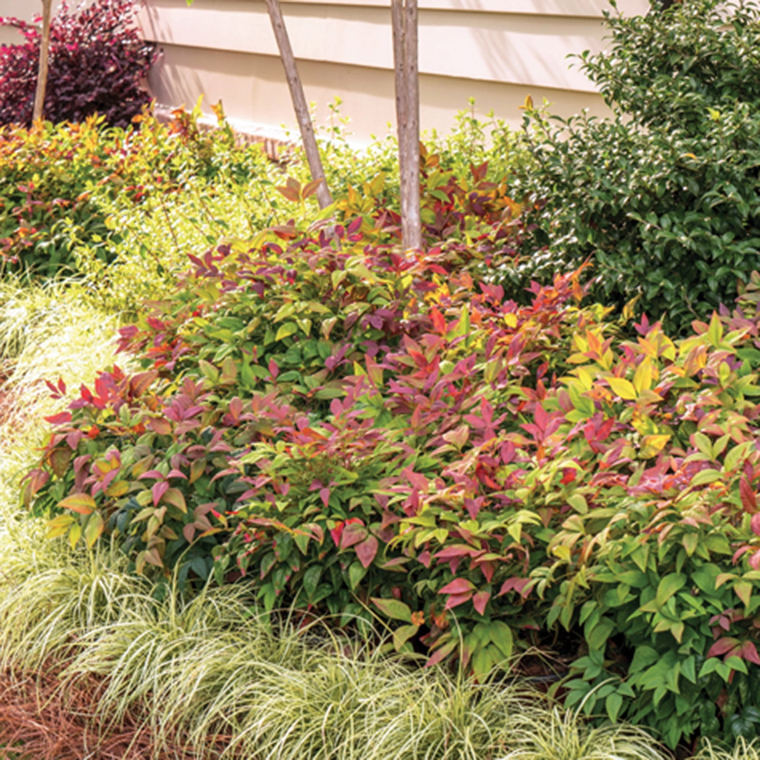 Southern Living Blush Pink Nandina Live Shrub in 2.5-Quart Grower Pot