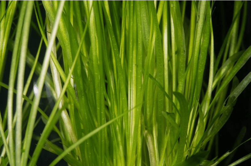 Low Light Aquarium Plant Bundle – Live Freshwater Aquarium Plants