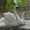 White, variant on Clearance Desktop Ornament under $5,1Pair White Swan Garden Bird Statue Polyresin Full Color