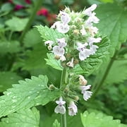 Catnip Seeds, Mint Plant/Herb, 1000 Heirloom Seeds Per Packet, Non GMO Seeds
