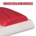 thumbnail image 2 of Modelo muscular SimCoach, réplica de silicona de 1 lb, herramienta de fitness, 2 of 7