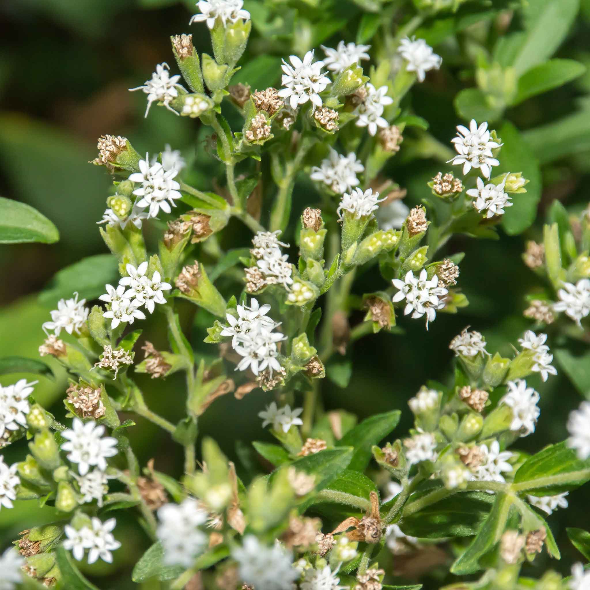 Eden Brothers Stevia Seeds - Sweetie Star