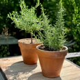 thumbnail image 5 of 6 Blue Rosemary Plants Live, Well Rooted Starter Rosemary 4–7'' Tall, Fragrant Herb for Outdoor Growing, 5 of 6