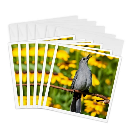 3dRose, Gray Catbird singing in a garden with Black-eyed Susan Marion Co. IL, 6 Greeting Cards with envelopes
