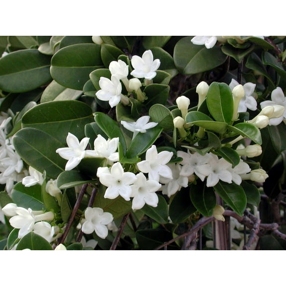 Indoor Jasmine Plants