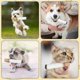thumbnail image 3 of Juguetes interactivos para perros con forma de cigarrillo, divertidos juguetes para perros con forma de cigarro que emiten sonidos., 3 of 5