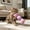 Multicolor-As Shown/C, variant on Catnip Filled Plush Cat Pillow Toy Soft Kick Cuddler for Cats Kittens Relaxation Anxiety Relief Interactive