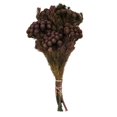 thumbnail image 1 of Vickerman H1BRU575 Tiges de Brunia Violettes 12-16 Po. - Ensemble de 4 oz, 1 of 1