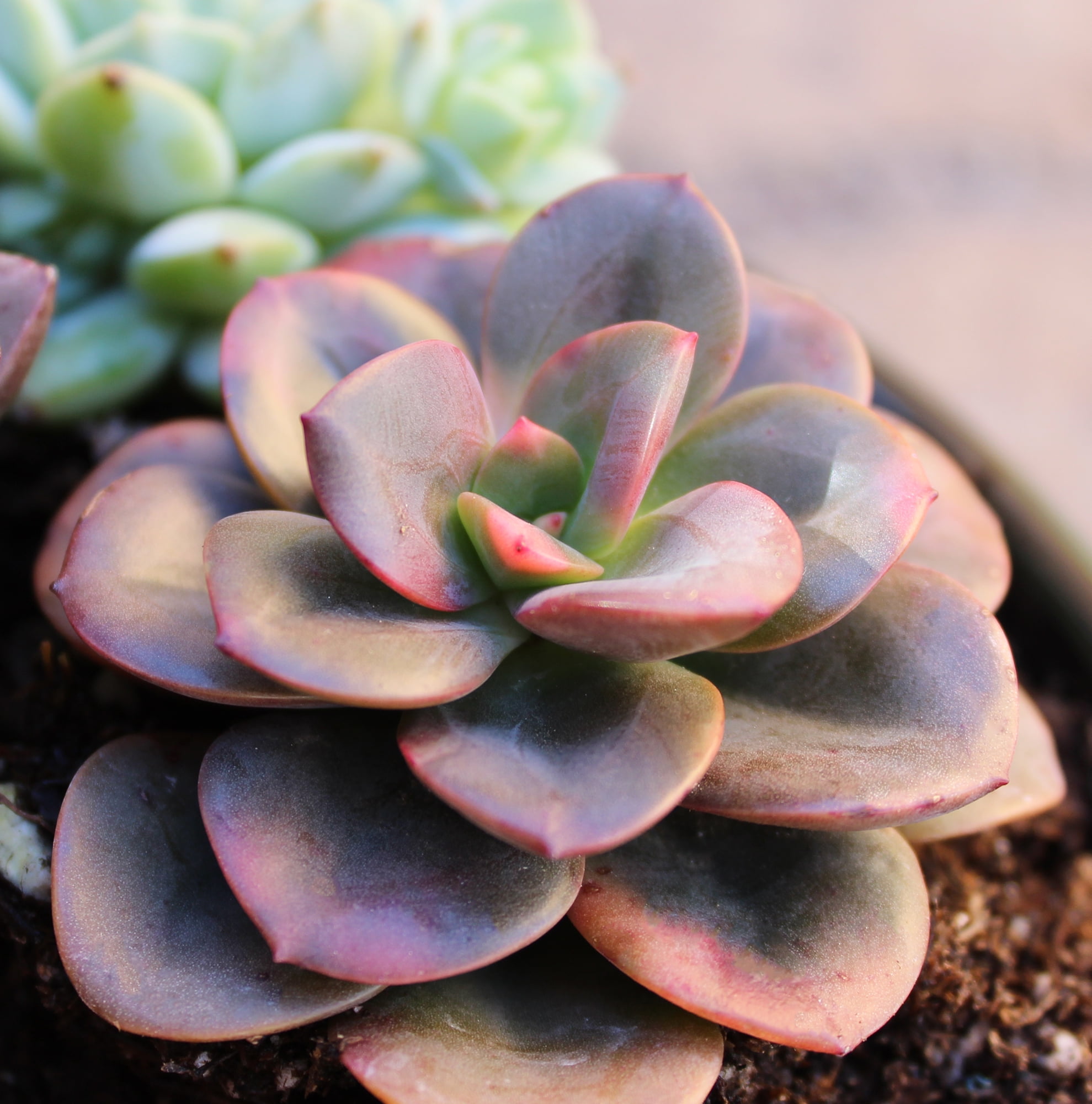 Altman Plants Variegated Succulents (4-pack) Fun Easy Indoor Plants in 2.5 in. Grower Pots