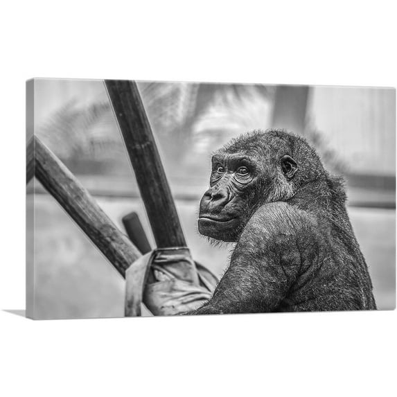 ARTCANVAS Gorilla Home Decor Rectangle Canvas Art Print - Size: 40" x 26" (0.75" Deep)