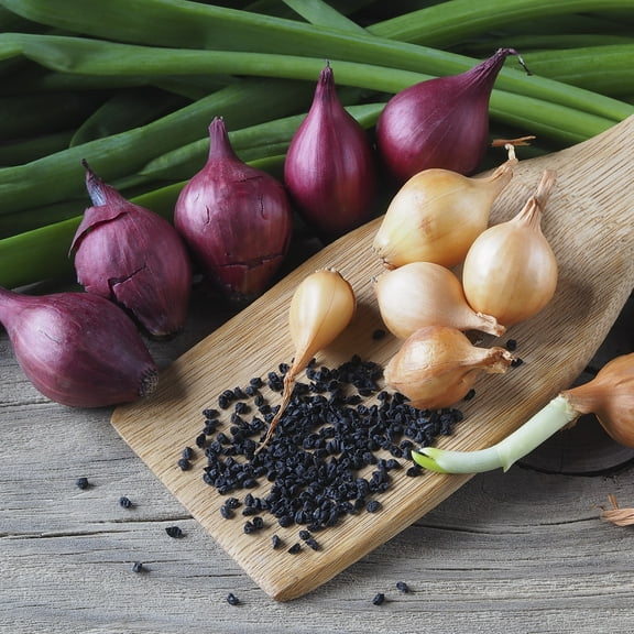 Van Zyverden Fresh Crop Shallot Medley Set of 25 Bulbs, White, Full Sun , Perennial