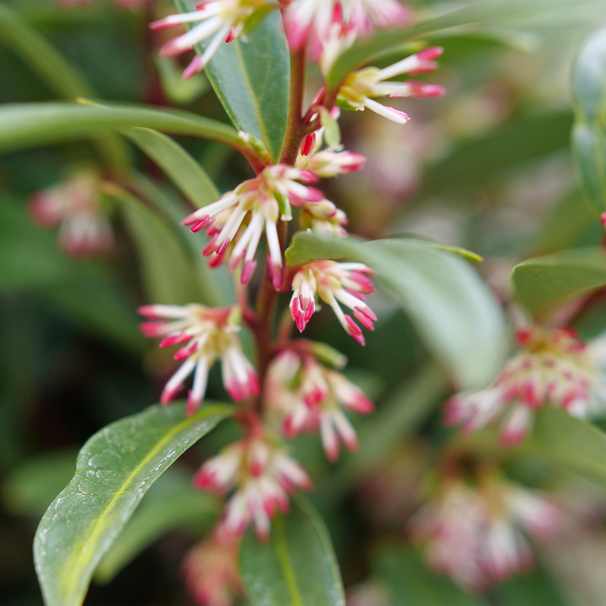 Proven Winners ColorChoice Sweet & Low Sweet Box Live Shrub (2 Gallon)