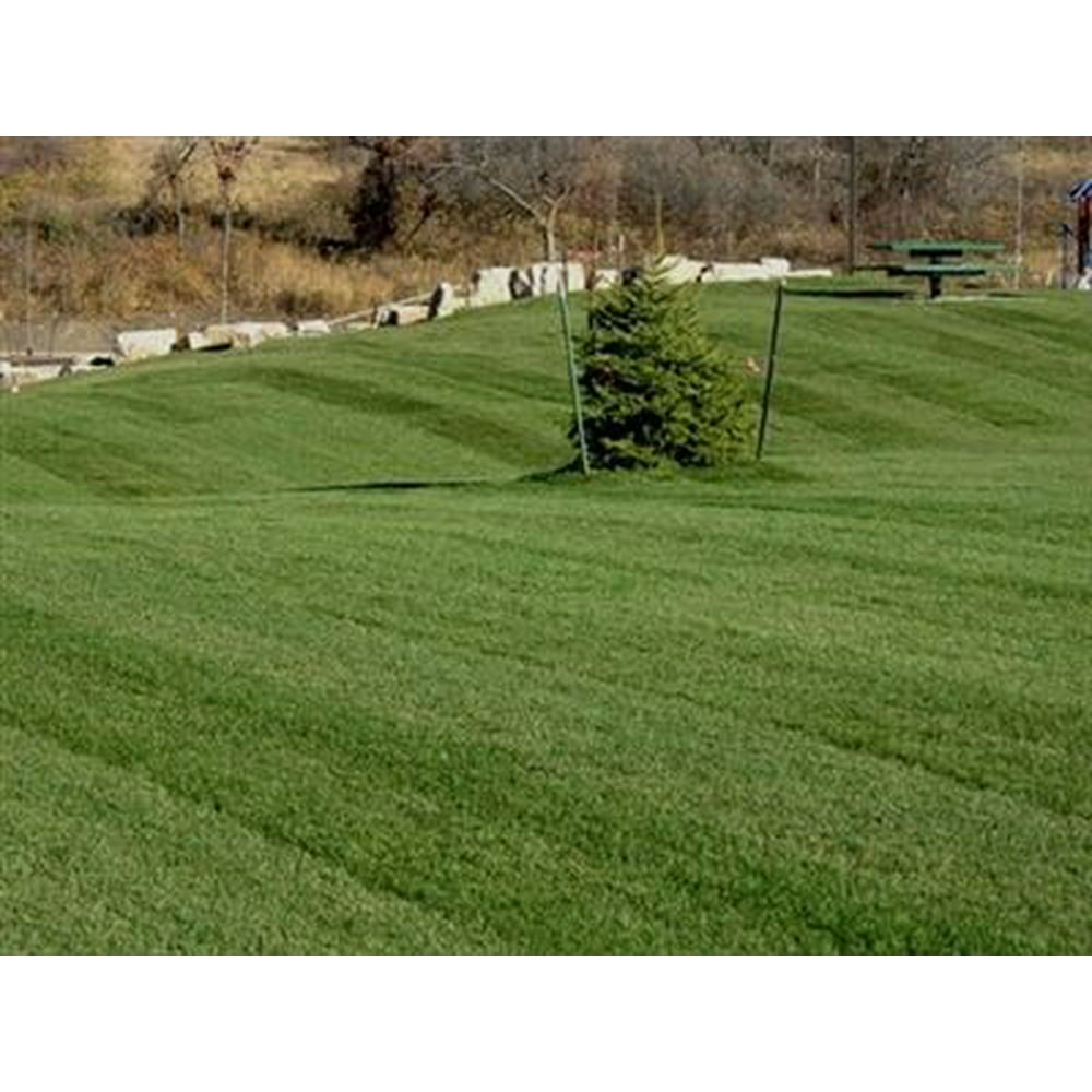 Midnight Kentucky Bluegrass Seed - 25 Lbs. - Walmart.com - Walmart.com
