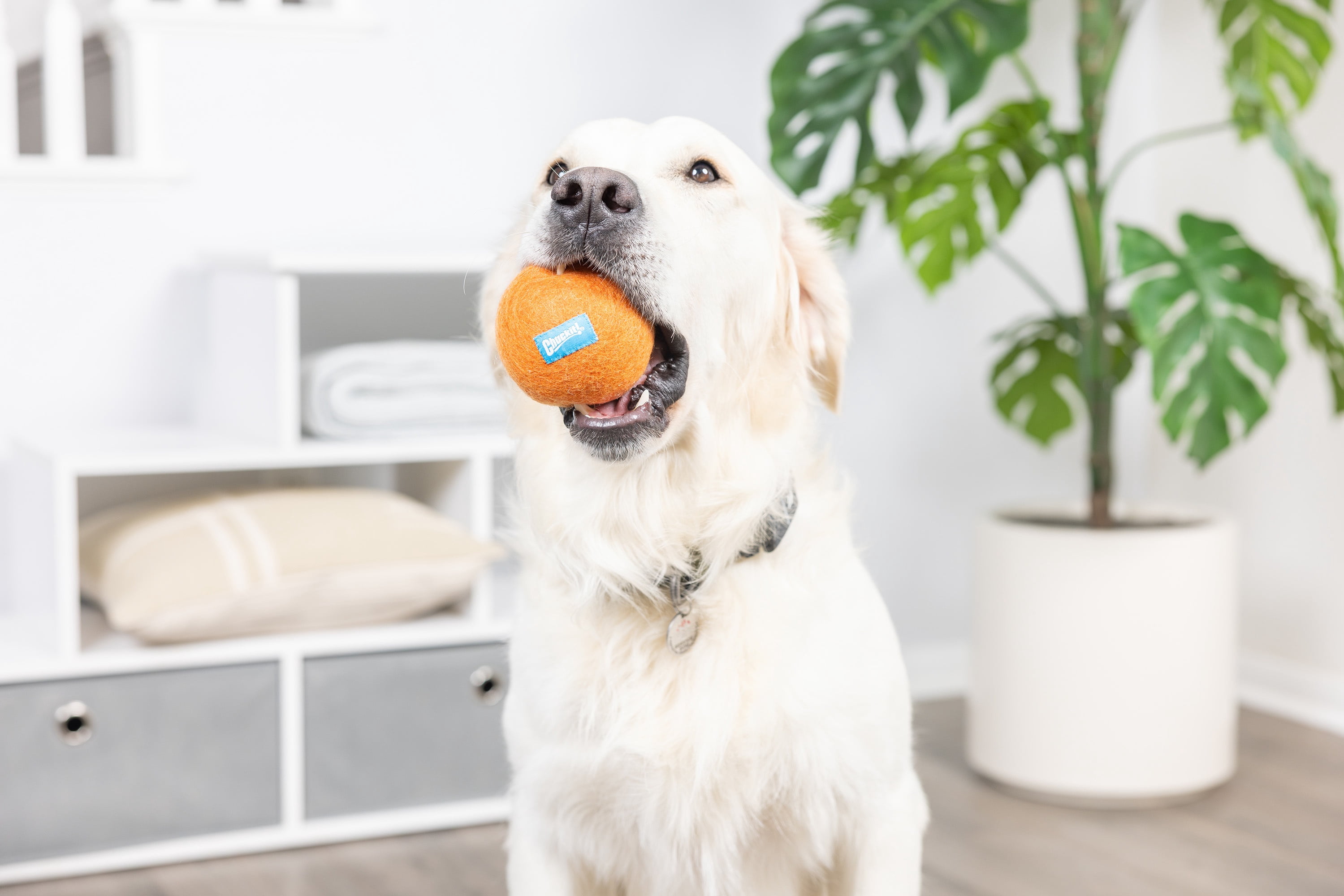 Chuckit! Wool‑ee Plastic‑Free Dog Ball, Large, Orange – All‑Natural Wool Indoor Toy for Dogs Up to 100 lb, Pack of 1