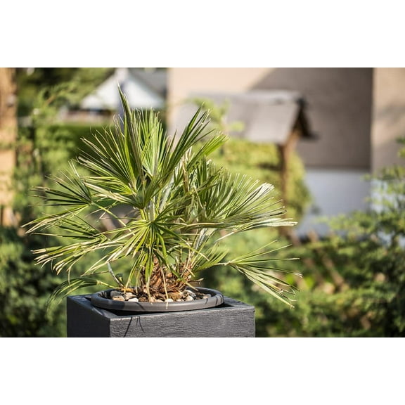 Windmill Palm Bonsai Tree Seeds - 6 Seeds - Trachycarpus fortunei