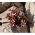 thumbnail image 3 of 25 Spanish STONECROP / SEDUM HISPANICUM Groundcover Flower Seeds, 3 of 5