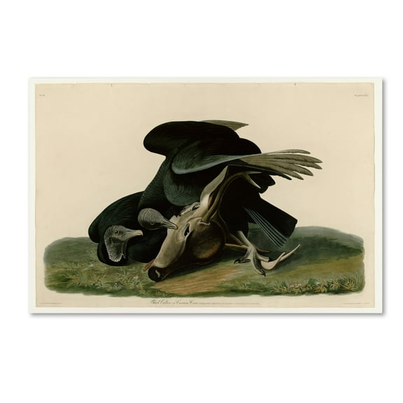 Audubon 'Black Vultureplate 106' Canvas Art