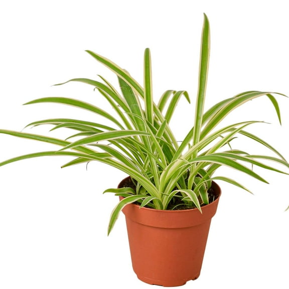 Spider Ivy Reverse Live Plant for Indoor | Different Houseplants in 4'' & 6'' Pot | Real House Plant for Living Room, Office, Desk & Bathroom | Airplane Chlorophytum Comosum