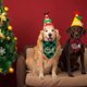 thumbnail image 5 of Fall Birthday Wedding Dog Bandanas 2 Pack. Holiday Dog Bandana Halloween Gift, 5 of 5
