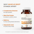 thumbnail image 6 of Muscle & Joint Support Supplement – Botanical Formula for Healthy Inflammatory Response, Comfort & Recovery | with Organic Turmeric | 60 Capsules, 6 of 10