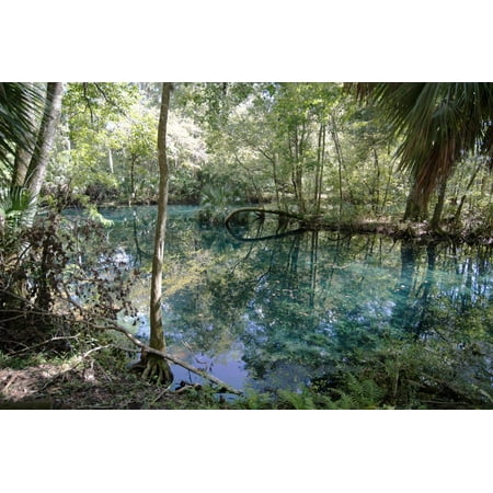 Natural Springs at Silver Springs State Park, Johnny Weismuller Tarzan films location, Florida, USA Print Wall Art By Ethel