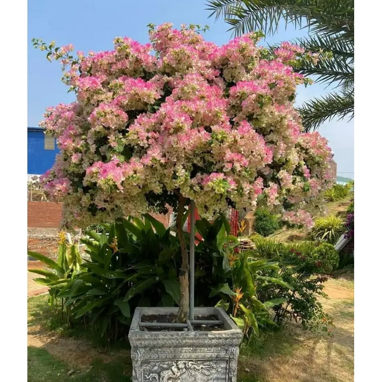 Set 2 Double Delight Bougainvillea Plants 4-7" Tall for Planting, Pink  White Bougainvillea Flower Plant, Flower Vine Plant Indoor Outdoor -  Walmart.com