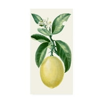 Trademark Fine Art 'Turpin Fruit I' Canvas Art by Turpin