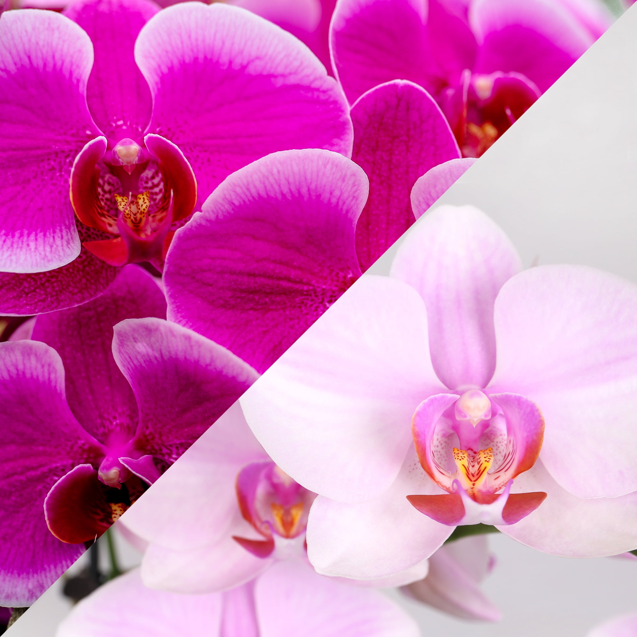 Live 10in Pink and Magenta Orchid Duo in White Pot with 'Mom' Pick