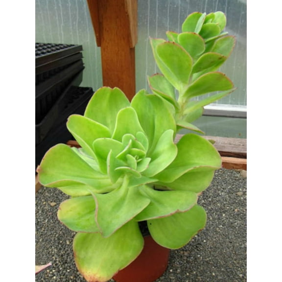 Echeveria pallida Succulent