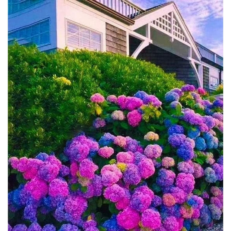 ☆hydrangea☆さま 専用です Amazon.com: Hydrangea Xian Blue 2 No. 3.5 Approx. 10.6