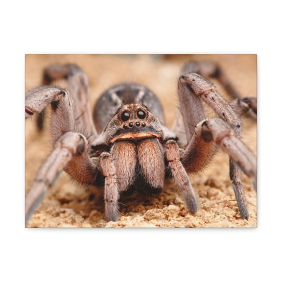 Magnificent Looking Wolf Spider Print Animal Wall Art Wildlife Canvas Prints Wall Art Ready to Hang Unframed