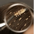 thumbnail image 3 of Labs Incredible Non-Lice Plus Bar Soaps, Unscented, 5 Pack, 3 of 5