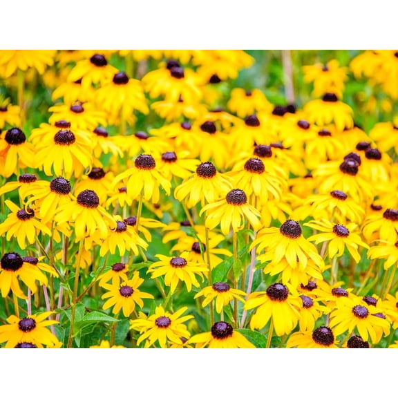 Greenwood Nursery Live Perennial Plants - Black-Eyed Susan Rudbeckia fulgida 'Goldsturm' - [Qty: 2x Pint Pot] - Golden Yellow Blooms, Long-Blooming, Zones 4-9