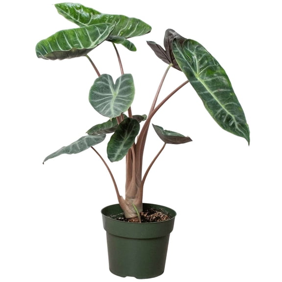 Alocasia Pink Dragon Live Plant for Indoor | Different Houseplants in 4'' & 6'' Pot | Real House Plant for Living Room, Office, Desk & Bathroom | Alocasia calidora