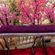 thumbnail image 1 of unbranded Tapa Para Guzheng Violeta Con Borlas En Material Premium Para Protección Y, 1 of 7