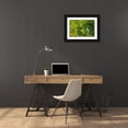 thumbnail image 3 of Jaynes Gallery 18x13 Black Ornate Wood Framed with Double Matting Museum Art Print Titled - Florida-Anastasia Island Great egret in tree foliage, 3 of 4