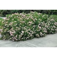 thumbnail image 5 of Oleander Petite Pink  30 Live Plants  Nerium  Compact Dwarf Evergreen Shrub, 5 of 9