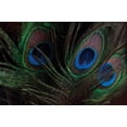 thumbnail image 2 of Berzel, Erin 24x17 Gold Ornate Wood Framed with Double Matting Museum Art Print Titled - Peacock Feathers I, 2 of 4