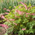 thumbnail image 5 of Pink Bleeding Hearts Flower - 2 Bare Roots - Attracts Butterflies, Bees & Hummingbirds-Spring Garden Perennial, 5 of 6