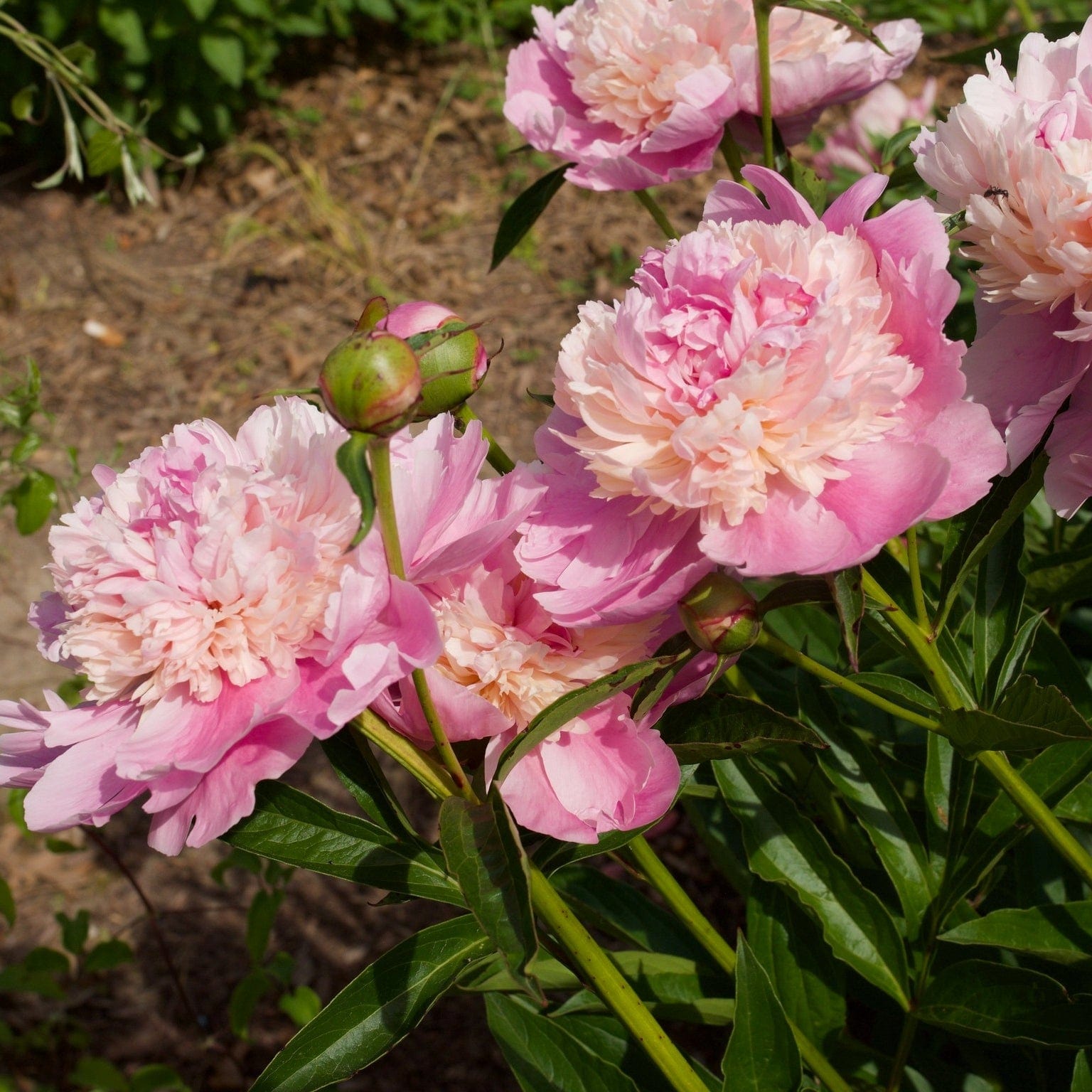 ✳︎peony✳︎ Expert Gardener 2.25G Peony Sorbet Perennial Live Plants